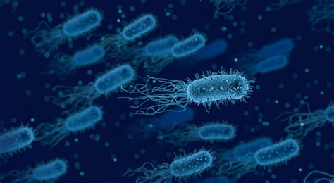 BACTERIA .